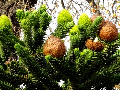 Araucaria du Chili, Araucaria araucana, Araucariacées. Aux… 