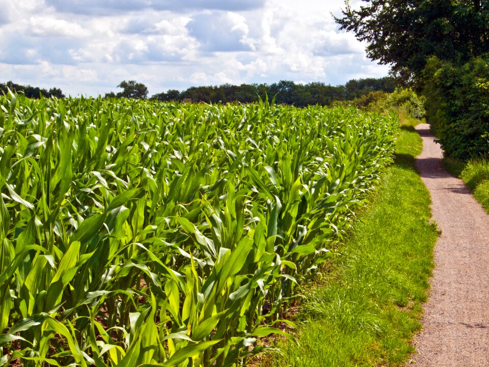 Corn cereals landscape