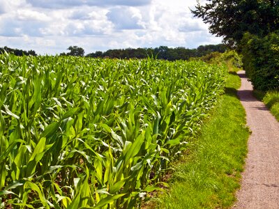 Corn cereals landscape photo