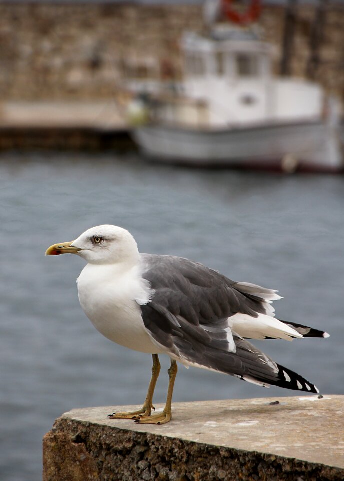 Water bird animal seevogel photo