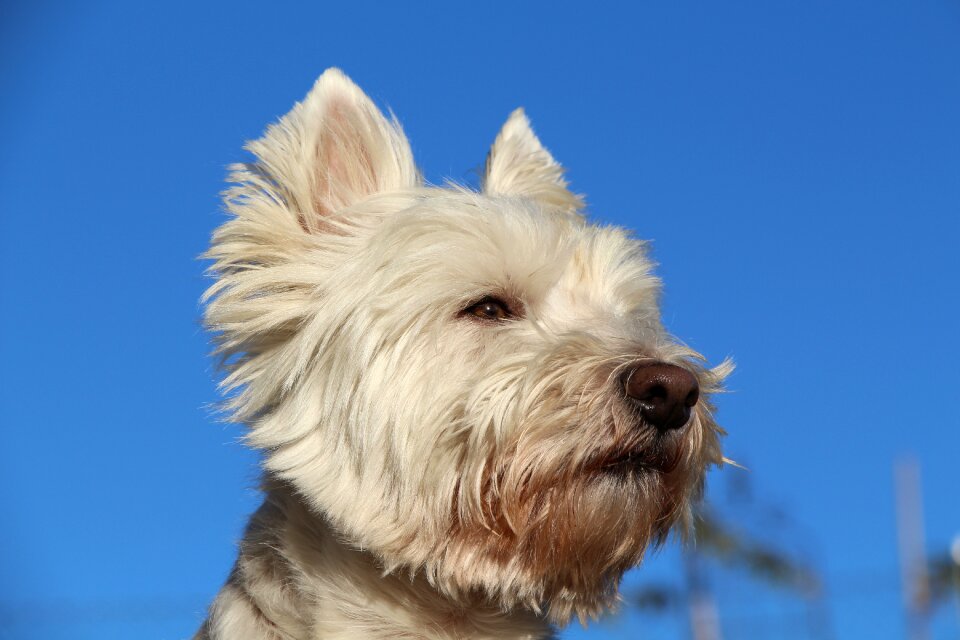 White dog pride little white dog