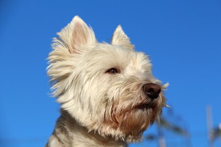 White dog pride little white dog