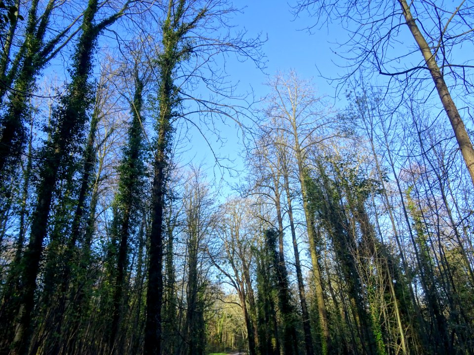 Arbres et lierres grimpant, Parc de Saint-Cloud, Saint-Clo… 