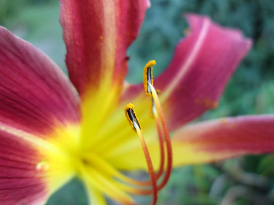 Yellow garden floral