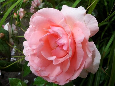 Rose blooms pink rose garden roses photo