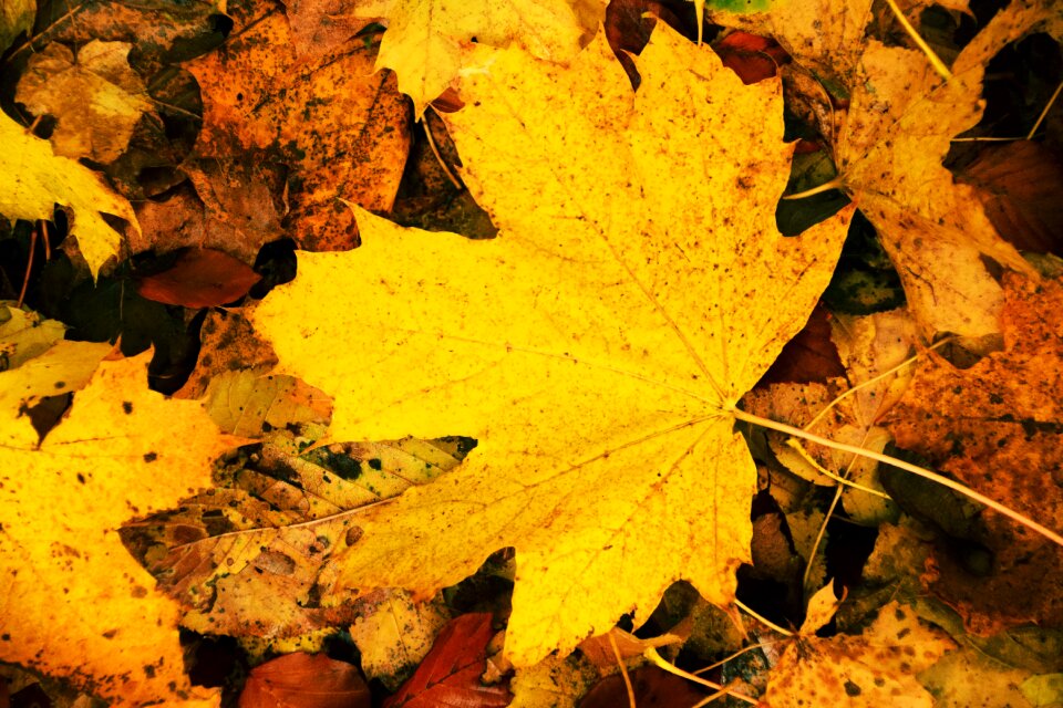 Leaves in the autumn transience october