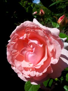 Pink rose nature garden roses