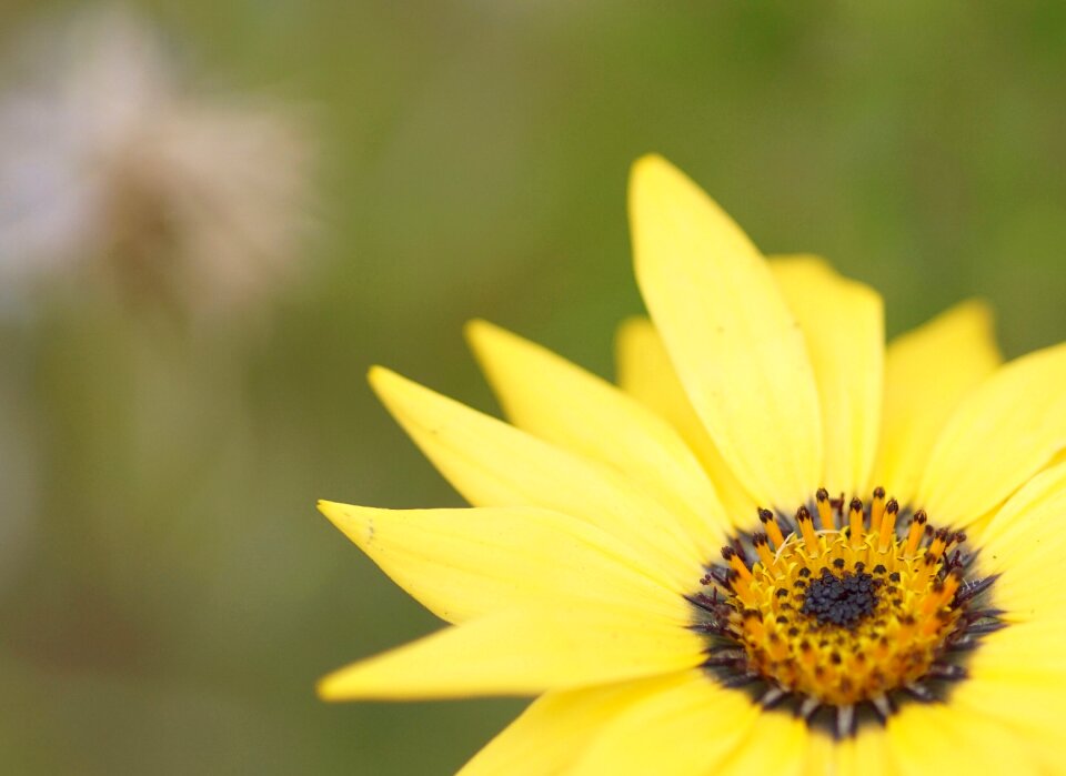 Marguerite flower yellow