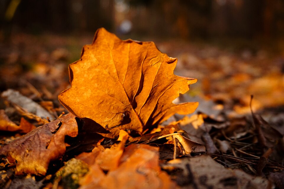 Autumn withered maple photo