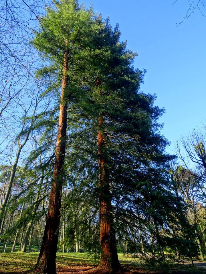 Deux séquoias géants, Parc de Saint-Cloud, Saint-Cloud 