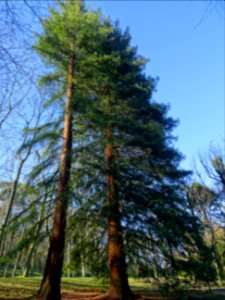Deux séquoias géants, Parc de Saint-Cloud, Saint-Cloud 