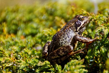 Toad slick bokeh