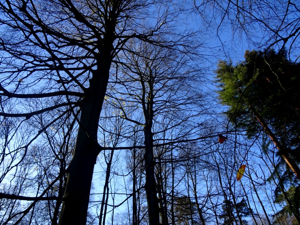 Silhouettes d'arbres, Parc de Saint-Cloud, Saint-Cloud 