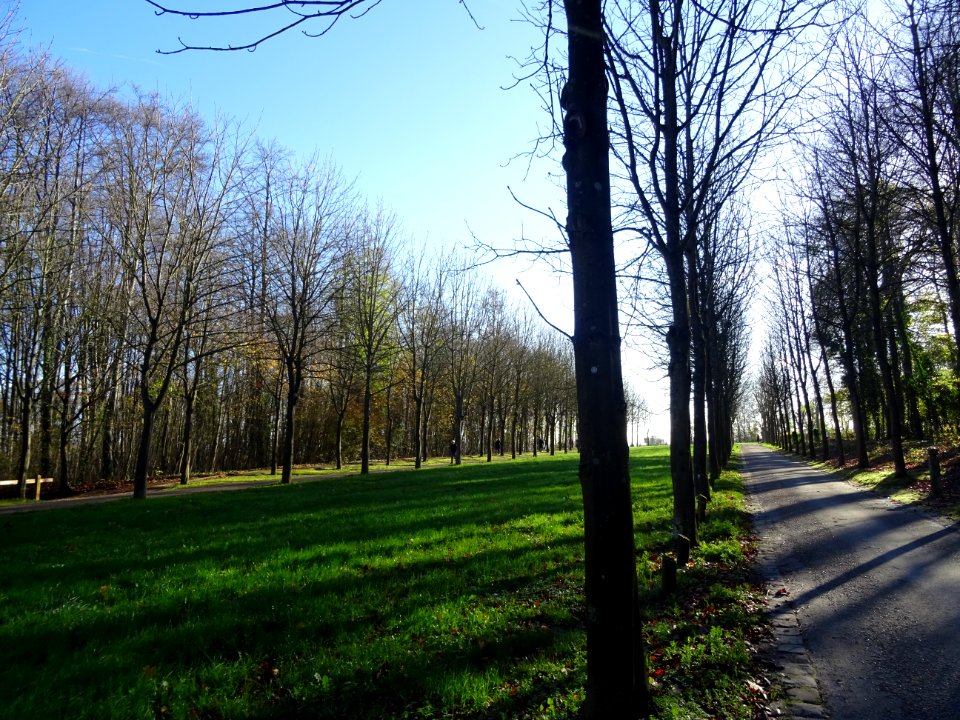 Arbres et pelouses, Parc de Saint-Cloud, Saint-Cloud 