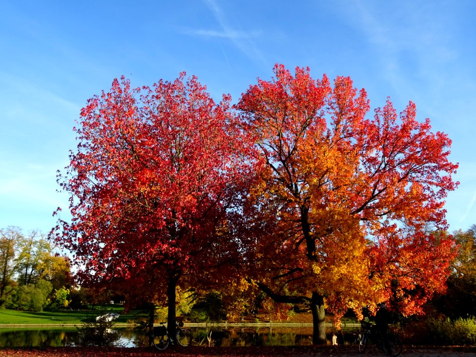 Copalme d'Amérique ou Liquidambar, Liquidambar styraciflua… 