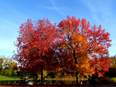 Copalme d'Amérique ou Liquidambar, Liquidambar styraciflua… 