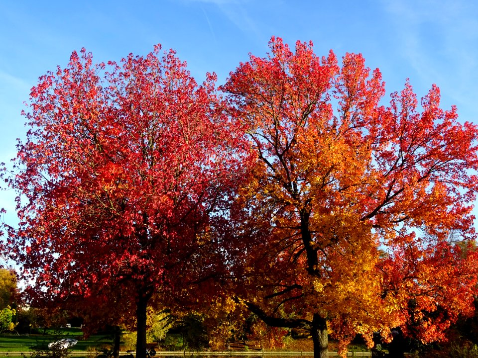 Copalme d'Amérique ou Liquidambar, Liquidambar styraciflua… 