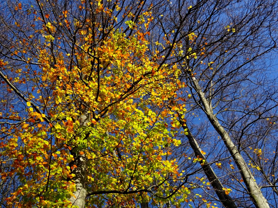 Feuilles de hètre, l'automne dans le Parc de Saint-Cloud 