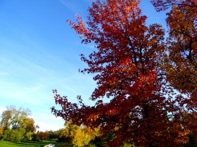 Copalme d'Amérique ou Liquidambar, Liquidambar styraciflua… 