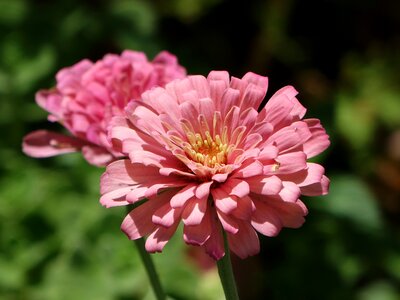 Flower zinnia pink photo