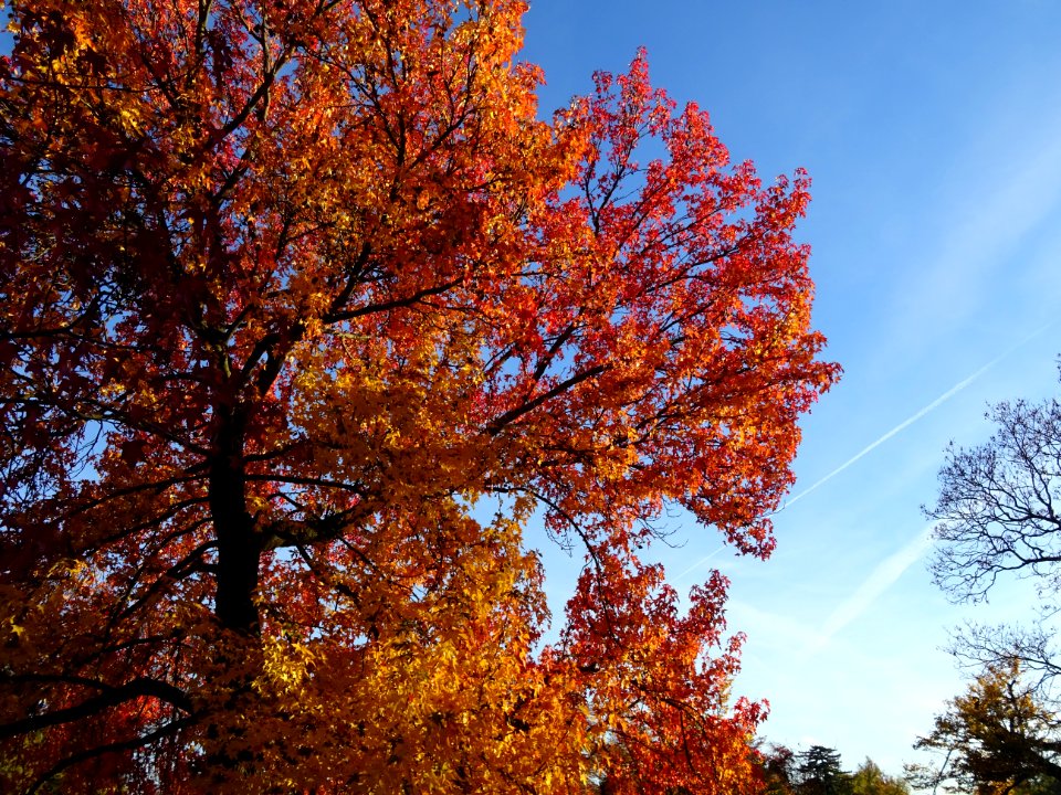 Copalme d'Amérique ou Liquidambar, Liquidambar styraciflua… 