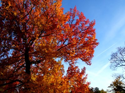 Copalme d'Amérique ou Liquidambar, Liquidambar styraciflua… 