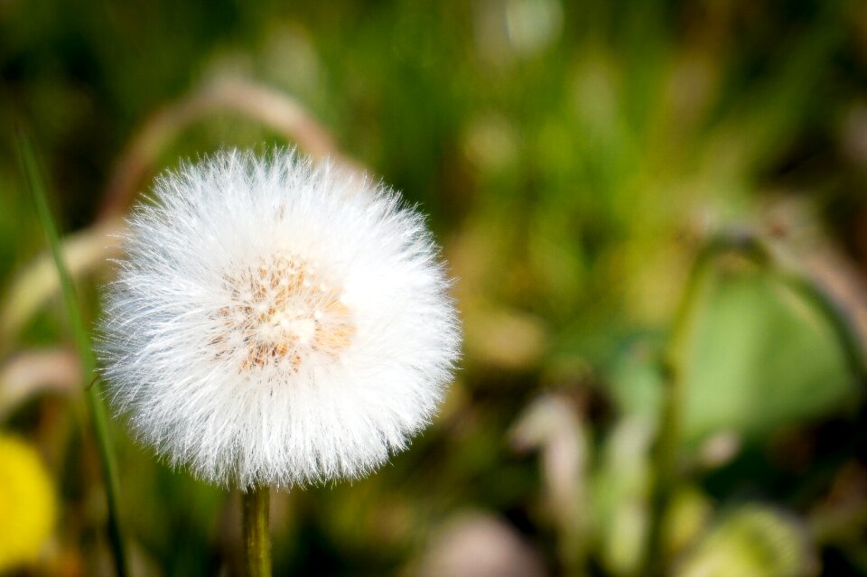 Meadow nature seeds