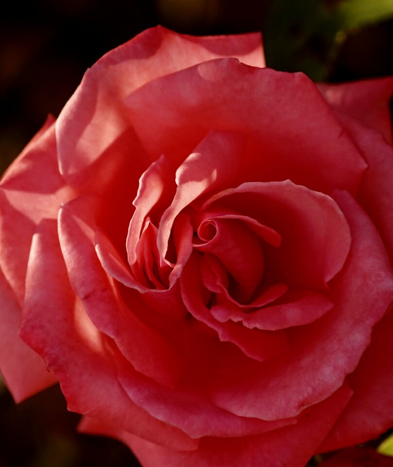 Blossom bloom garden rose