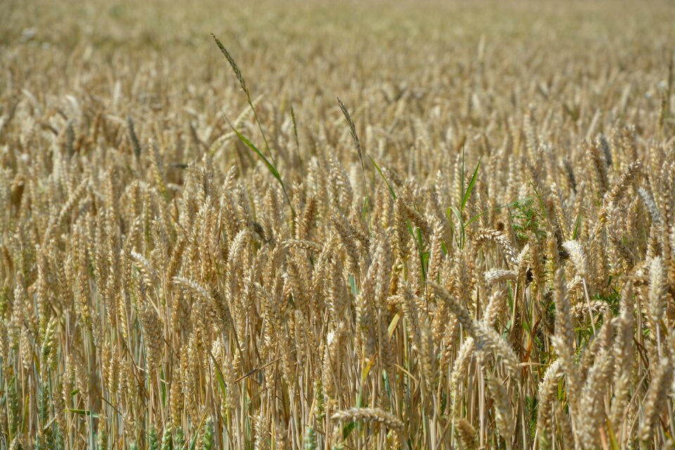 Agriculture plants cultures