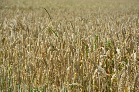 Agriculture plants cultures
