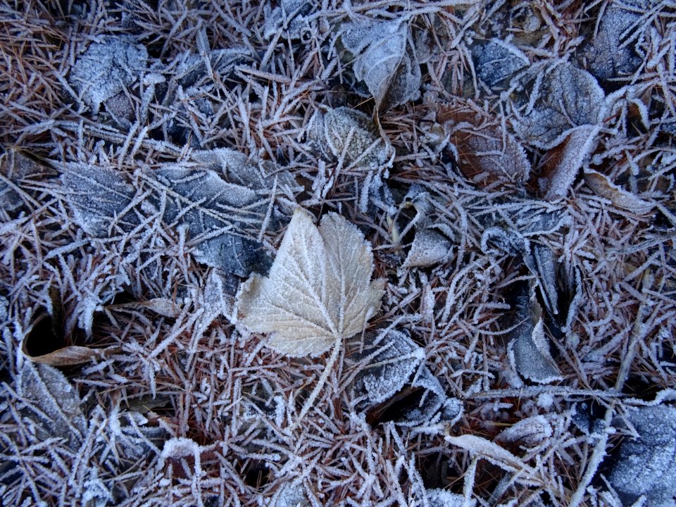 Feuilles et givre blanc 
