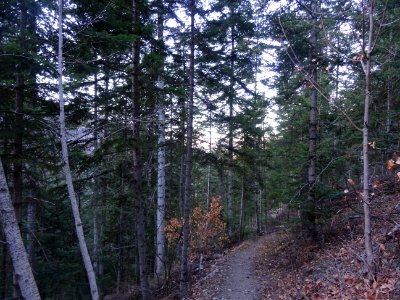 Descente en 4 ou 5 lacets raides via la forêt domaniale de… 