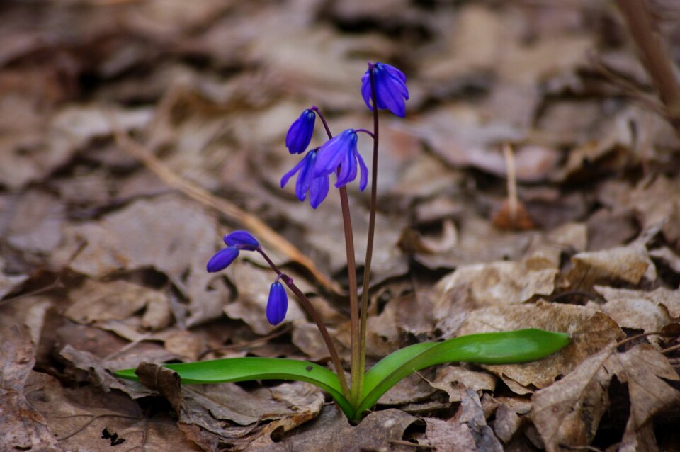 Living nature spring flowers beautiful
