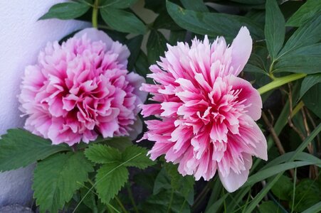 Flowers pink petals flora