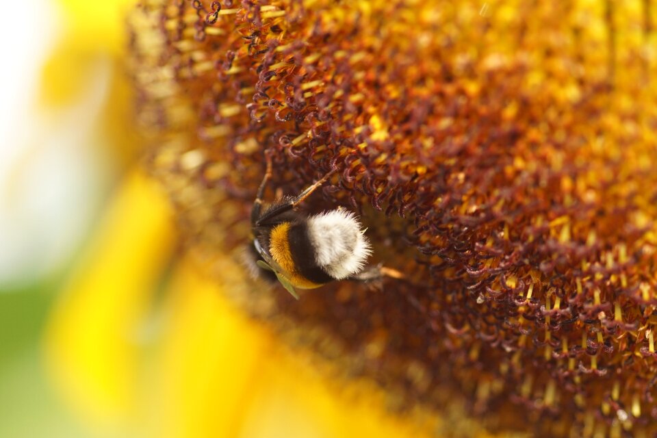 Bee yellow plant