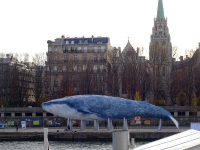 Une baleine bleue à l'échelle 1/1, 33m de long, de l'assoc… 