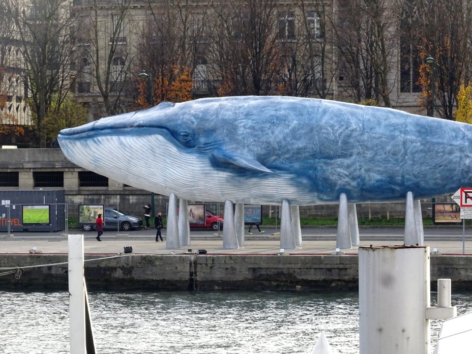 Une baleine bleue à l'échelle 1/1, 33m de long, de l'assoc… 