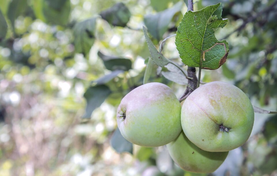 Delicious fresh growing