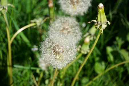 Garden boll dry