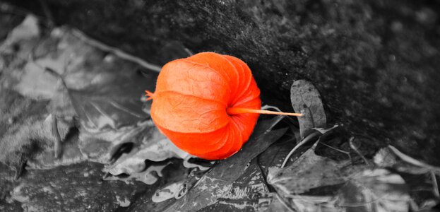 Autumn close up nature photo