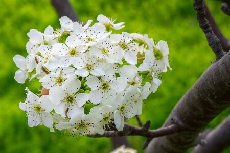 Flower tree nature white