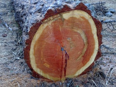 Un tronc de mélèze fraîchement scié 