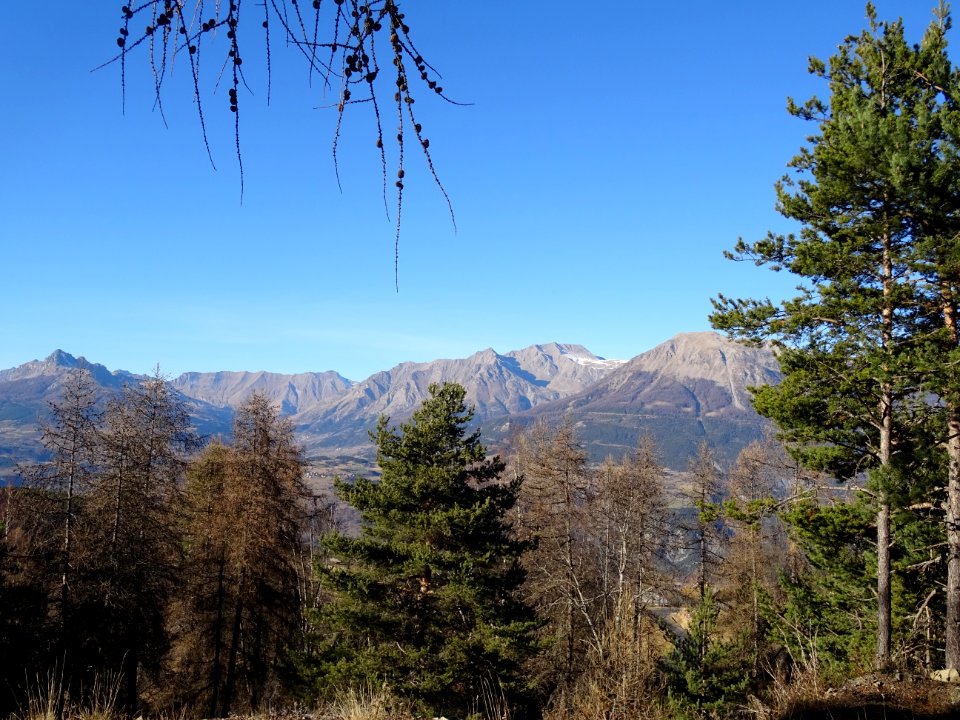 Mélèzes et pins, au loin: Aiguilles de Chabrières, Tête d'… 