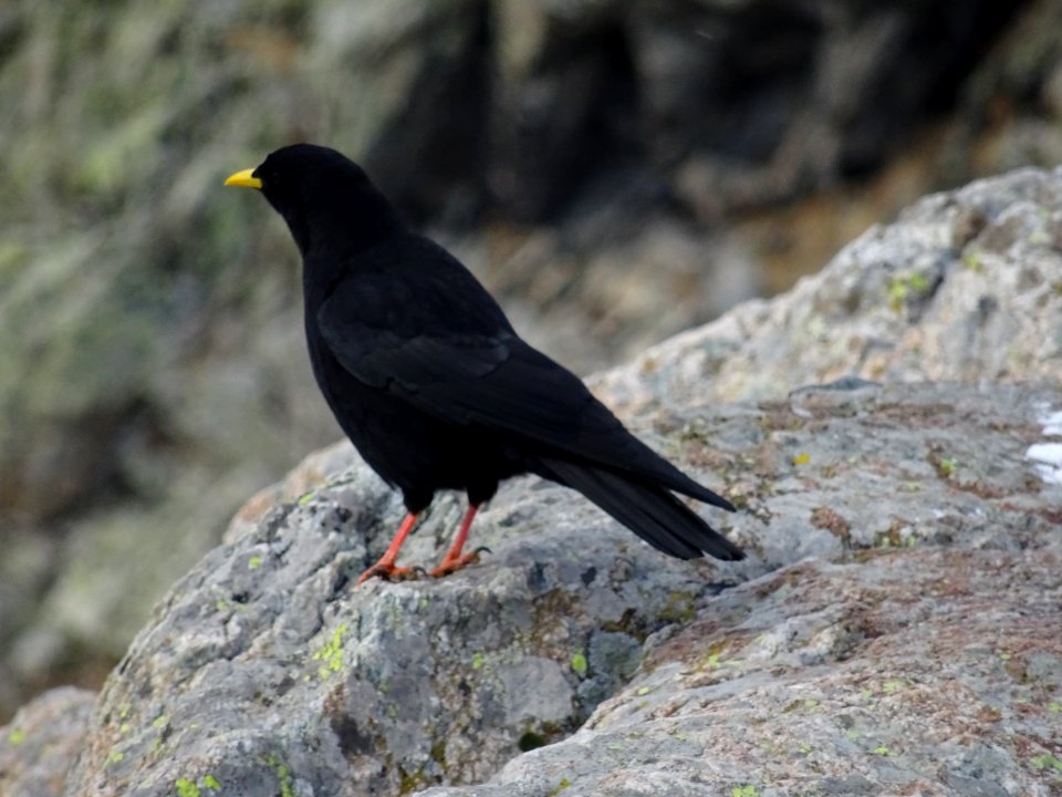 Chocard à bec jaune, Pyrrhocorax graculus, famille des Cor… 