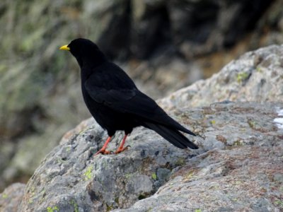 Chocard à bec jaune, Pyrrhocorax graculus, famille des Cor… photo