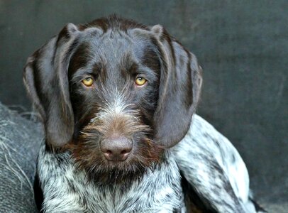 Puppy german wirehaired cute photo