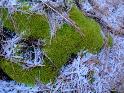 Mousse verte, aiguilles de mélèze et givre blanc 