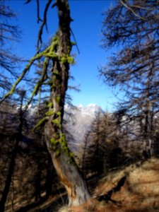 Tronc tordu couvert de lichens 