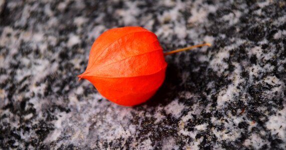 Autumn close up nature photo