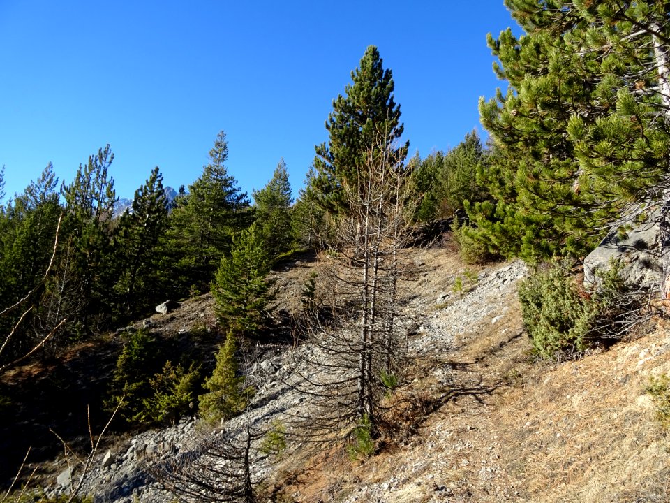 Le sentier en montant à la Cime de la Condamine 